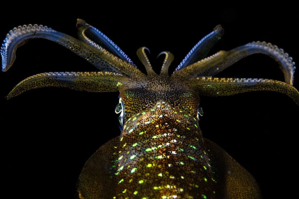 Cristina Mittermeier Rolex