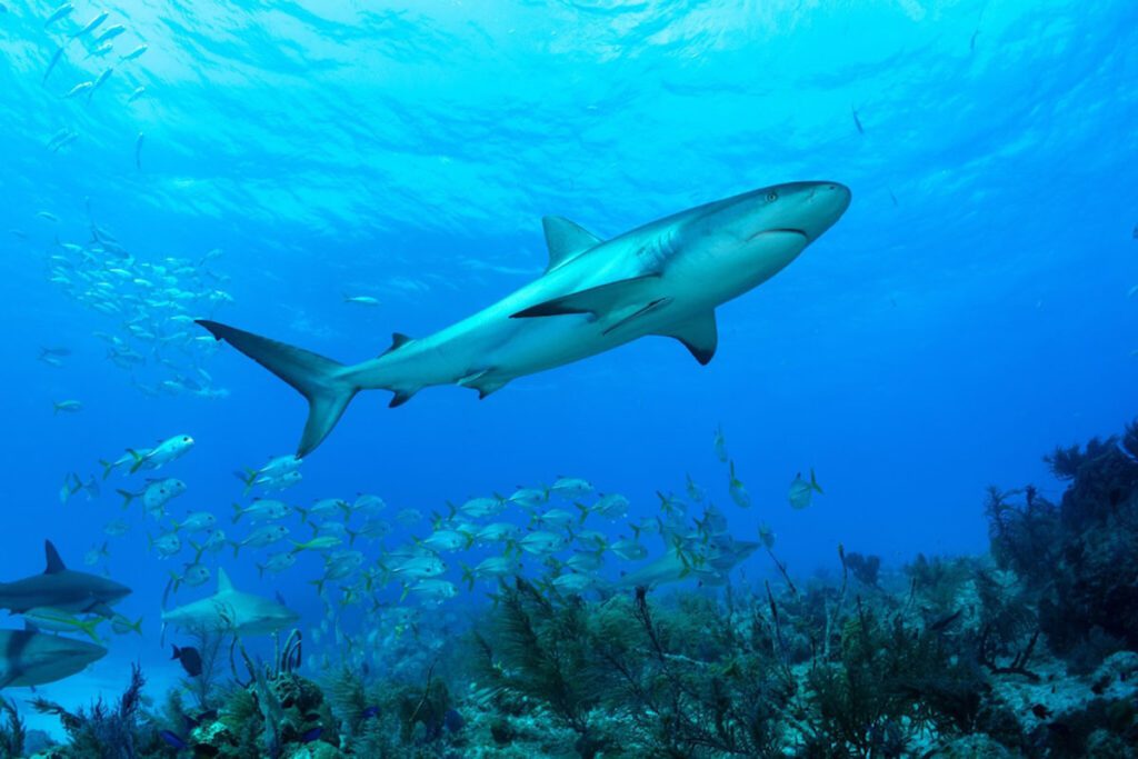 Cristina Mittermeier Rolex