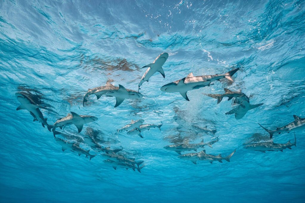 Cristina Mittermeier Rolex